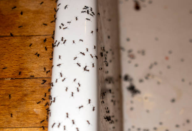 Flea Control Services in Newmanstown, PA